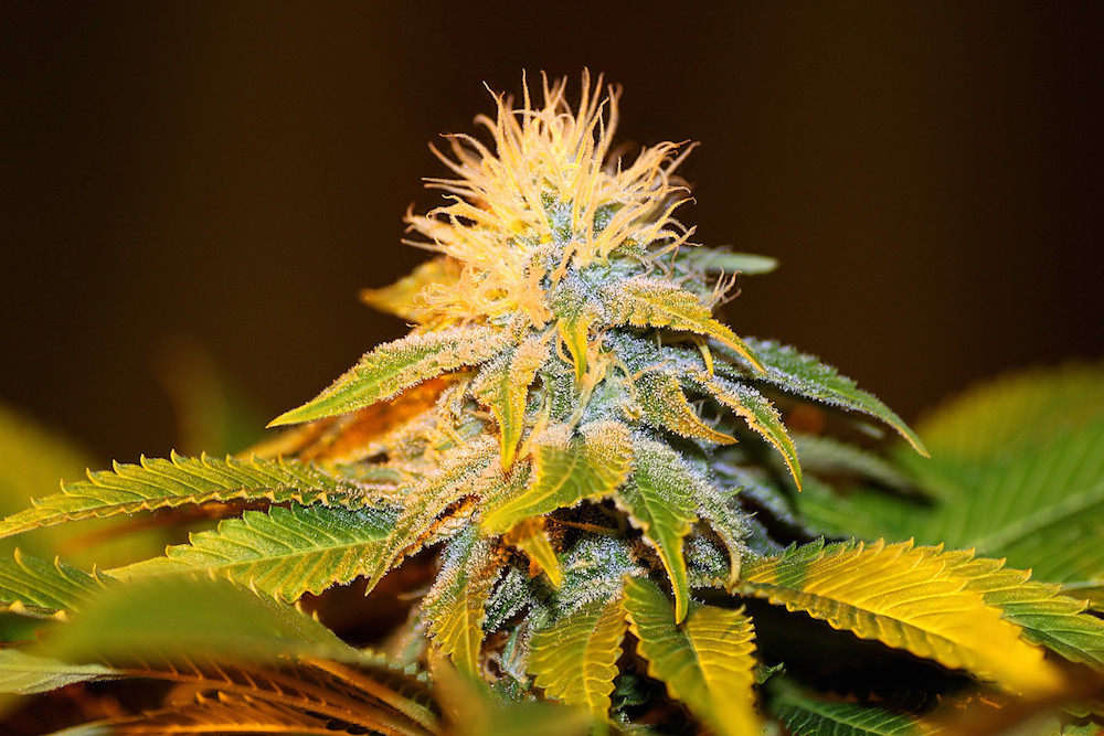 120BUB20KUSH.jpg