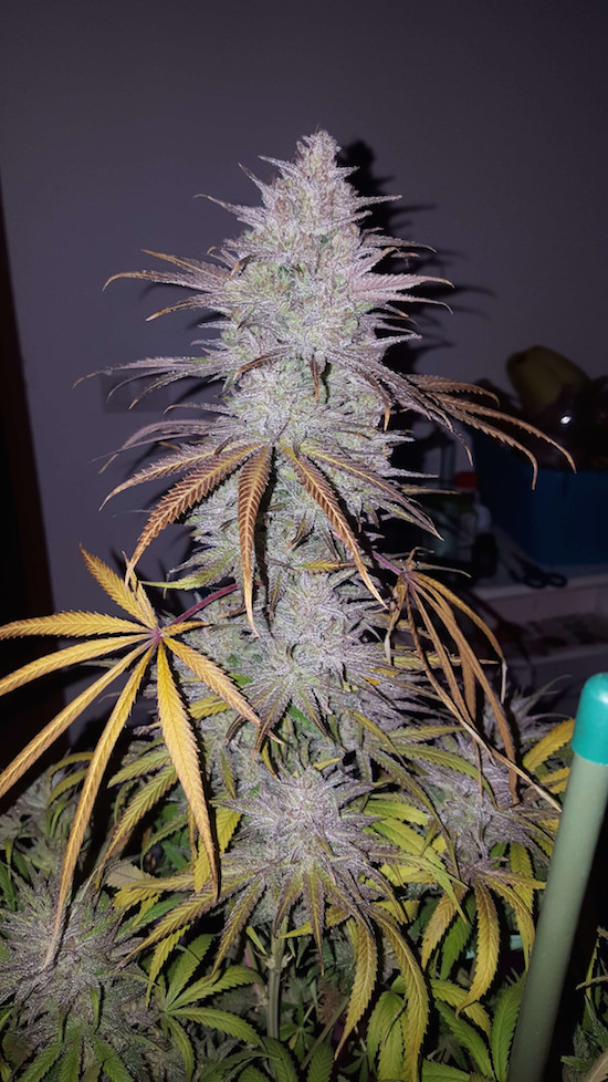 120CREAM20CBD.jpg