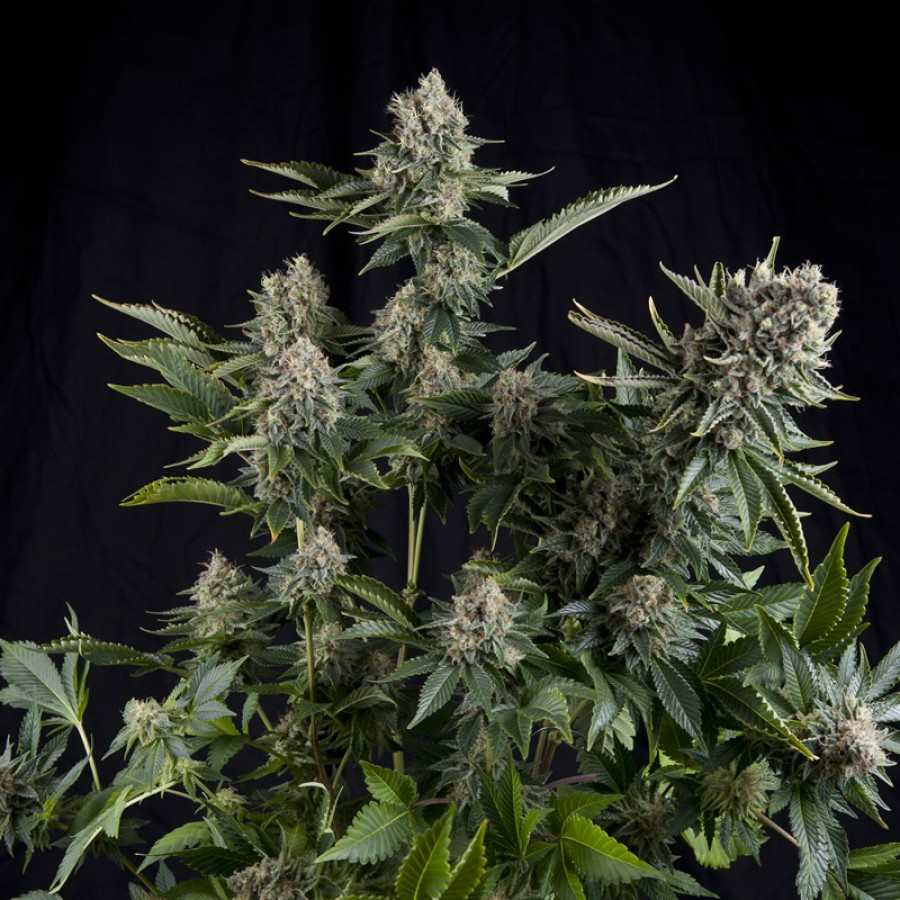 120WHITE20WIDOW20.jpg Seedsman WHITE WIDOW