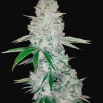 42 Fast Buds GG AUTO