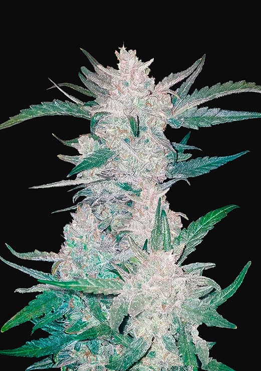 4220MEX.jpg