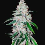 42 Fast Buds WEST COAST OG AUTO
