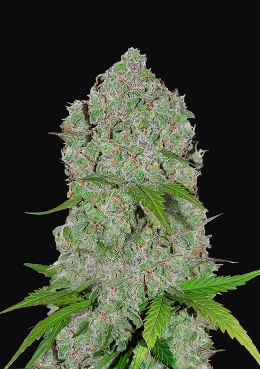 4220orange.jpg