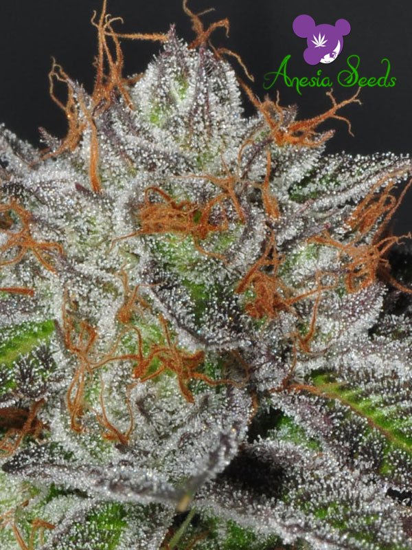 ANESIA20BRUCE20BANNER.jpg Anesia Seeds BRUCE BANNER #3