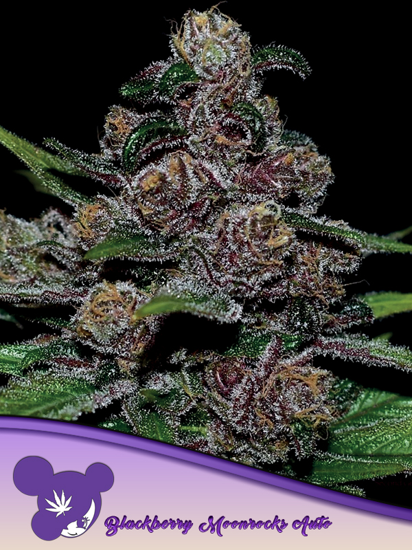 Anesia Seeds BLACKBERRY MOONROCKS AUTO