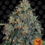 barneys farm cannabis
