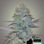 Bomb Seeds COSMIC BOMB AUTO
