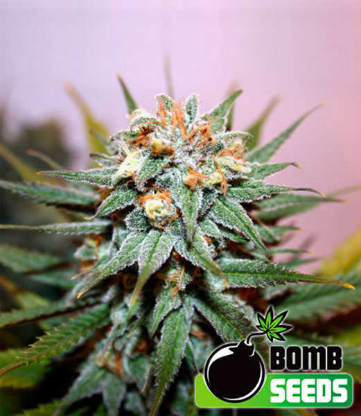 BOMB20HASH.jpg