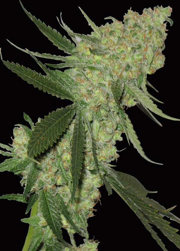 BigStiltonAuto203.jpg