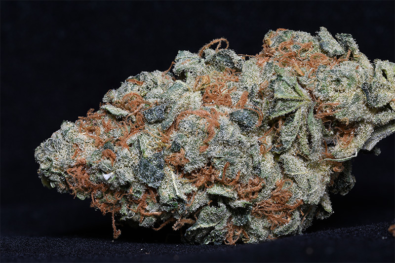 COOKIE20DAWG201.jpg
