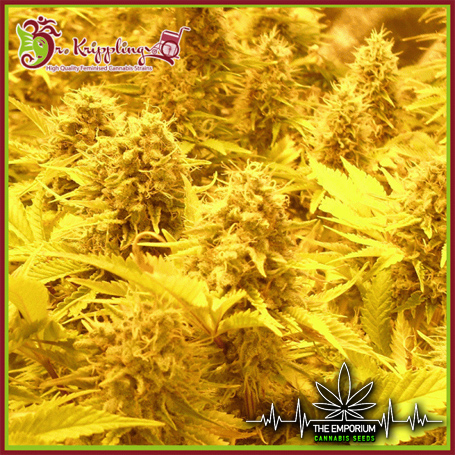 DR20K20A20CHOC201.jpg