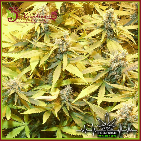 DR20K20A20GG3.jpg