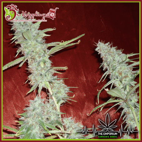 DR20K20A20KRIPBERRY.jpg