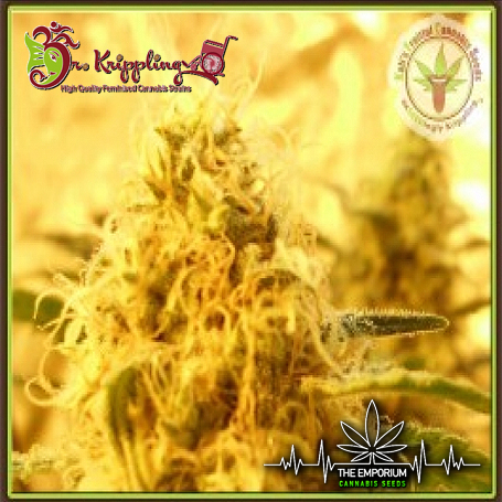 DR20K20MANGO20MIST.jpg