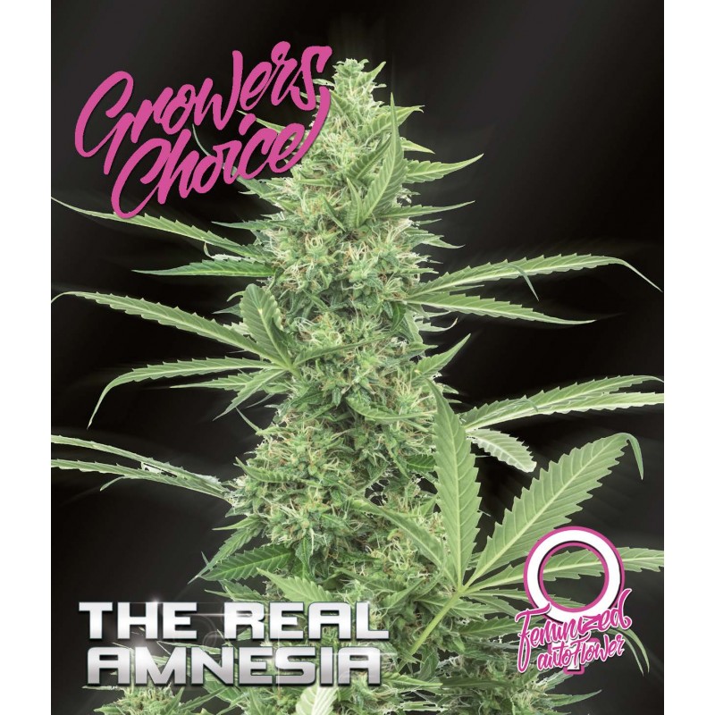 Growers Choice AMNESIA THE REAL AUTO