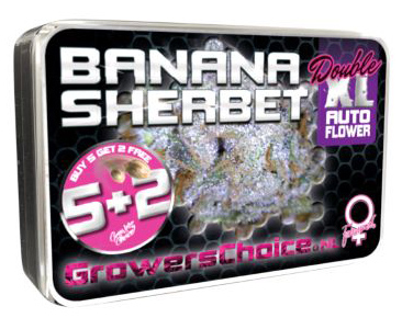 G20BAN20XL20AUTO201.jpg Growers Choice BANANA SHERBET DOUBLE XL AUTO