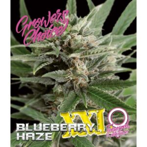 Growers Choice BLUEBERRY HAZE XXL AUTO