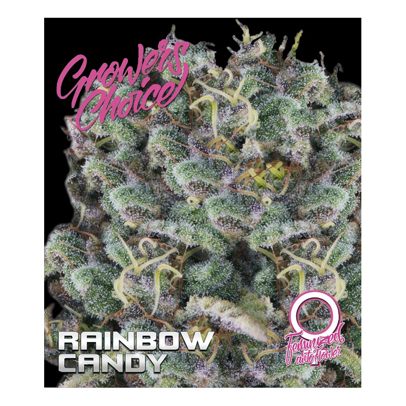 G20RAINBOW20CANDY20AUTO.jpg Growers Choice RAINBOW CANDY AUTO