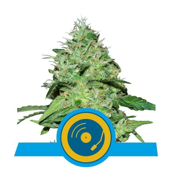 R20CBD20JO.jpg
