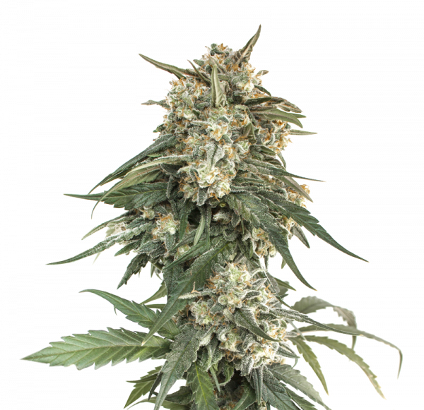 Seedstockers BCN CRITICAL XXL FAST