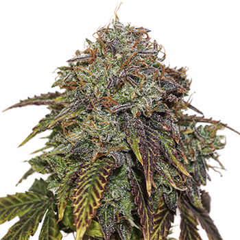 Seedstockers GELATO 41 AUTO
