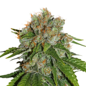Seedstockers AMNESIA AUTO
