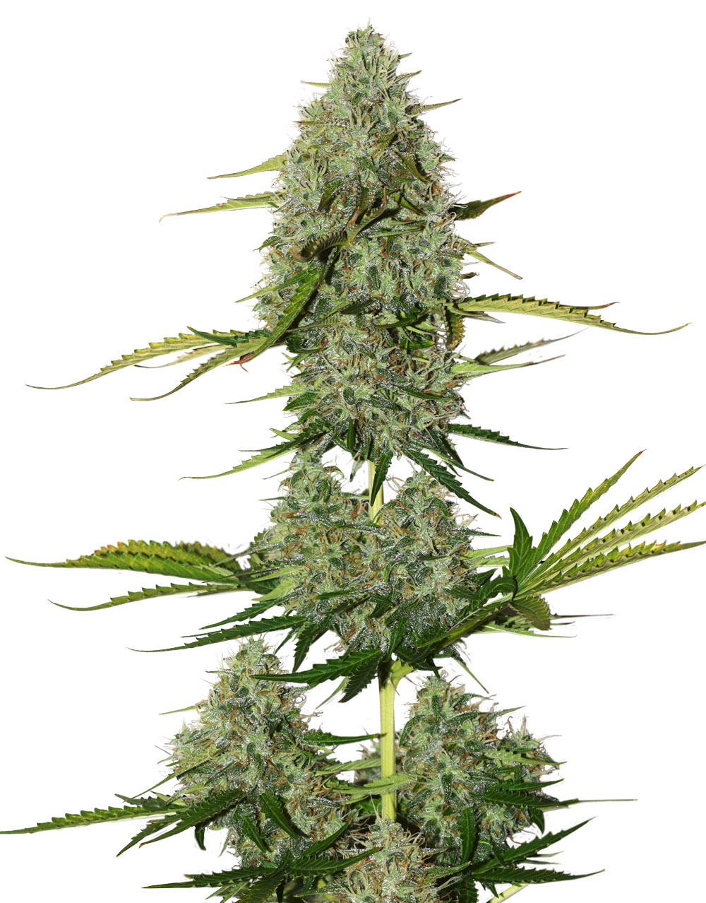 Seedstockers BCN CRITICAL XXL