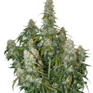 Seedstockers BIG BUD AUTO