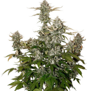 Seedstockers CANDY DAWG AUTO