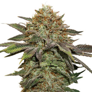 Seedstockers FRUIT CAKE AUTO
