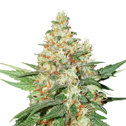 Seedstockers OG KUSH