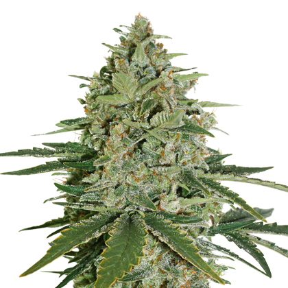 Seedstockers SUPER SKUNK AUTO