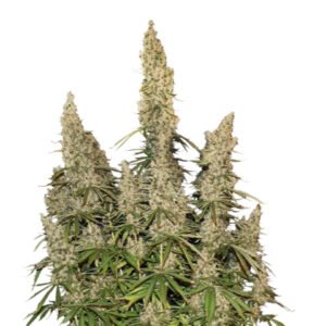 Seedstockers WHITE WIDOW