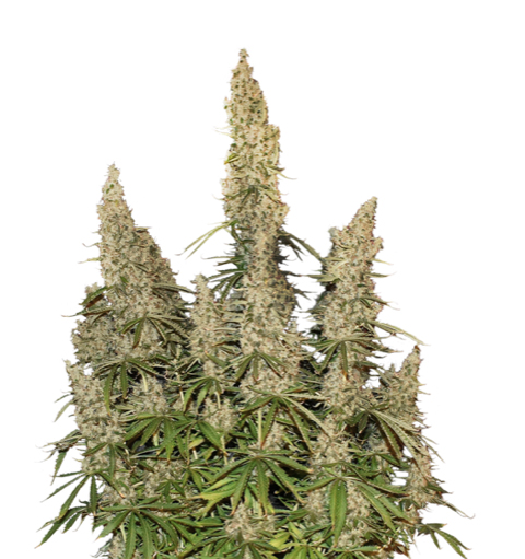 SEEDS20A20WHITE.jpg Seedstockers WHITE WIDOW