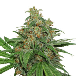 Seedstockers AK420