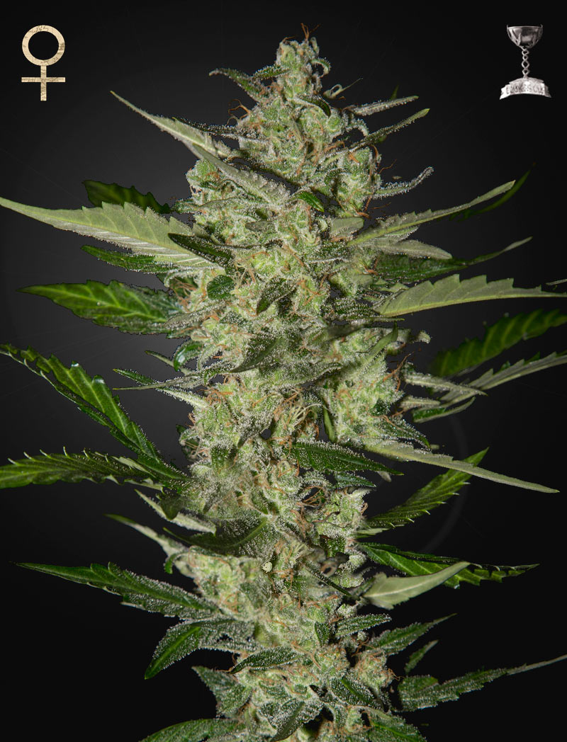SH20FLOWERBOMB.jpg Strain Hunters FLOWERBOMB KUSH