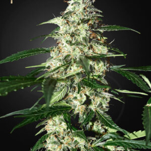 Strain Hunters SKUNK AUTO