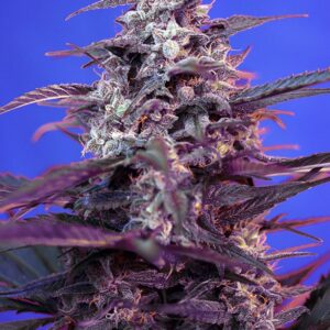 Sweet Seeds BLOODY SKUNK AUTO