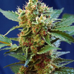 Sweet Seeds CREAM MANDARINE XL AUTO