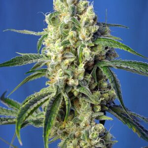 Sweet Seeds GREEN POISON CBD