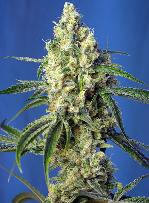 Sweet Seeds GREEN POISON CBD