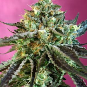 Sweet Seeds SWEET NURSE AUTO CBD