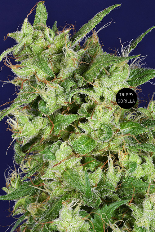 Trippy20Gorilla20123.jpg