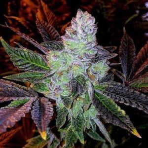 purple caper seeds cookies og