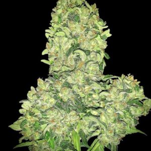 Elev8 Seeds ALIEN OTTO AUTO