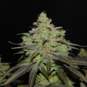 CALI OG KUSH CANNABIS SEEDS