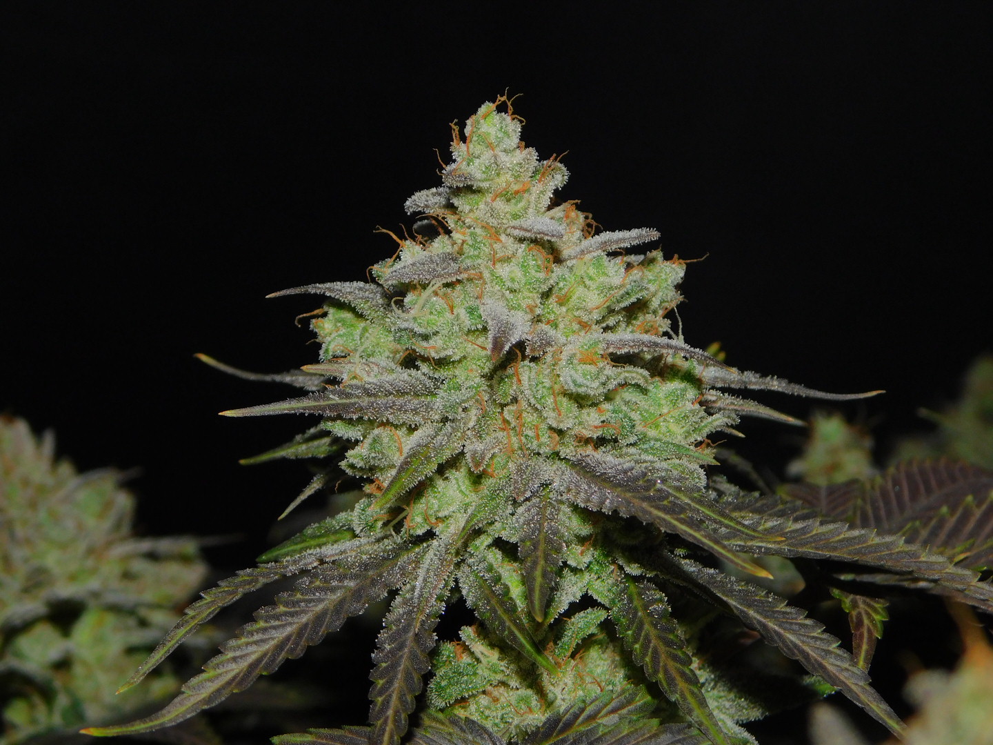 CALI OG KUSH CANNABIS SEEDS