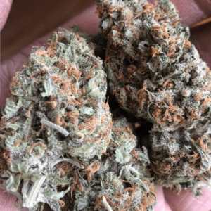 CALI CANNABIS SEEDS