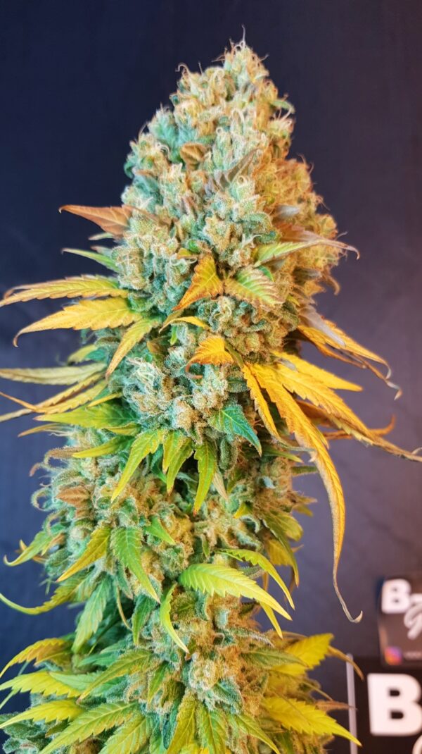 CALI SUNSET SHERBET CANNABIS SEEDS