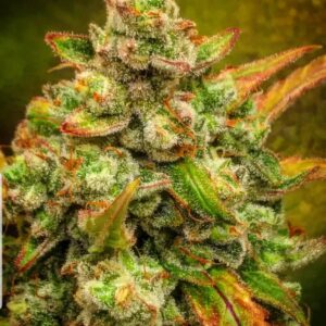Amnesia haze autoflower cannabis seeds